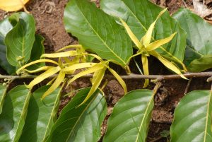 aceite ylang ylang