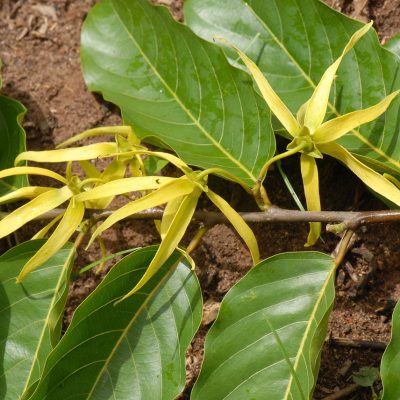 ACEITE ESENCIAL YLANG YLANG