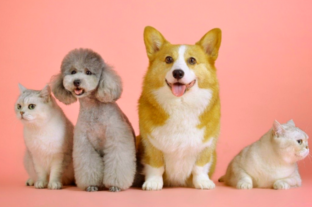 mascotas