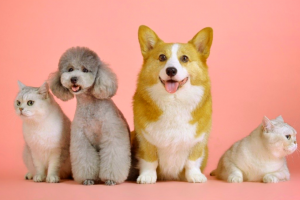 aromaterapia mascotas