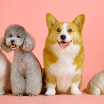 AROMATERAPIA Y LAS MASCOTAS